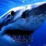 Tavola Calda Del Pino